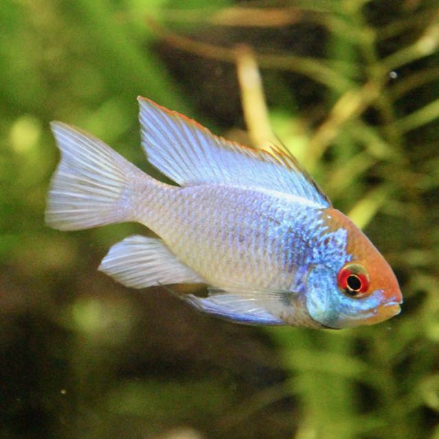 Apist.ramirezi electric blue L
